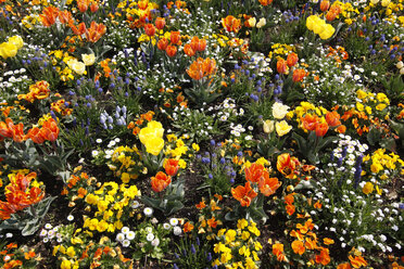 Deutschland, Tulpen und Blumen auf einem Feld im Frühling - JTF000513