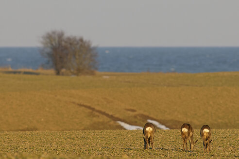 Deutschland, Schleswig-Holstein, Rehwild auf Wiese an der Küste - HACF000086