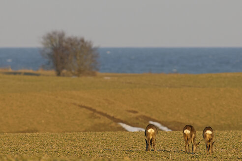 Germany, Schleswig-Holstein, Roe deer on meadow at the coast - HACF000086