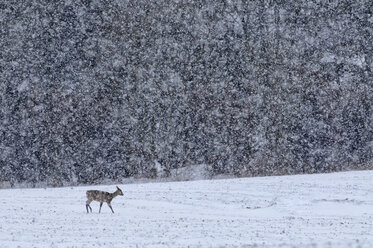 Deutschland, Schleswig-Holstein, Rehwild im Schnee - HACF000087