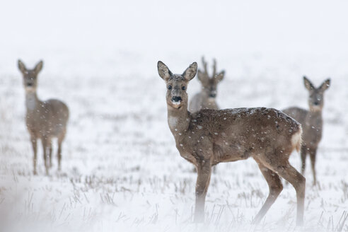 Germany, Schleswig-Holstein, Roe deer in snow - HACF000088