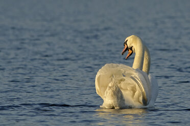 Germany, Schleswig-Holstein, Mute swans, Cygnus olor - HACF000089