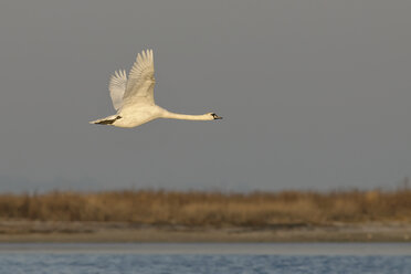 Germany, Schleswig-Holstein, Mute swan, Cygnus olor, flying - HACF000090