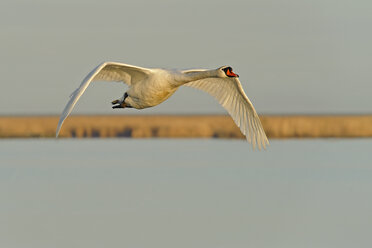 Deutschland, Schleswig-Holstein, Höckerschwan, Cygnus olor, fliegend - HACF000091