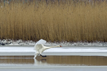 Deutschland, Schleswig-Holstein, Höckerschwan, Cygnus olor, fliegend - HACF000092