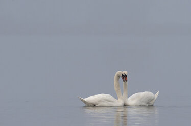 Germany, Schleswig-Holstein, Mute swans, Cygnus olor - HACF000094