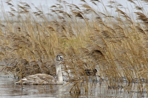 Deutschland, Schleswig-Holstein, Höckerschwan, Cygnus olor, Jungtier - HACF000095