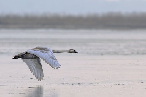 Germany, Schleswig-Holstein, Mute swan, Cygnus olor, flying, young animal - HACF000096