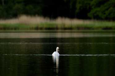 Deutschland, Schleswig-Holstein, Höckerschwan, Cygnus olor - HACF000097