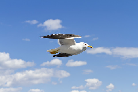 Scandinavia, Norway, Oslo, Seagull, Larus, flying stock photo