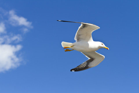Scandinavia, Norway, Oslo, Seagull, Larus, flying stock photo