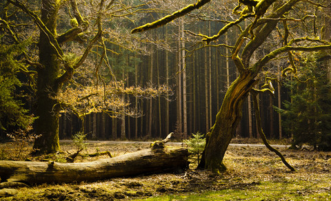 Germany, Bavaria, Trees in Hofolding Forest stock photo