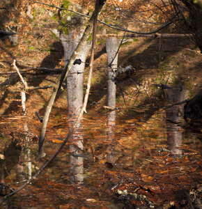 Deutschland, Bayern, Bäume in einem Teich - FCF000121