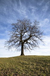 Germany, Bavaria, Single bare tree - FCF000141