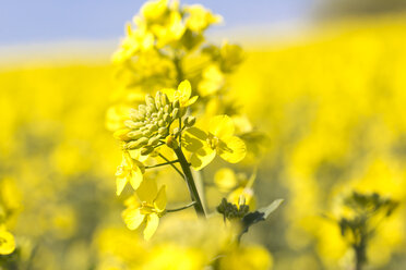 Rapsblüte, Brassica napus - YFF000121