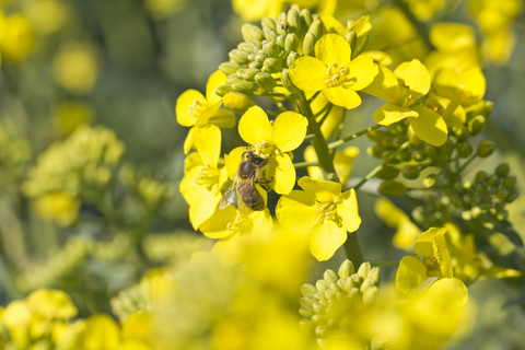 Honigbiene auf Rapsblüte, lizenzfreies Stockfoto