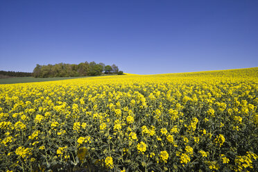 Rapsfeld vor Bäumen und blauem Himmel - YFF000130