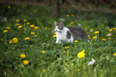 Germany, Baden-Wuerttemberg, Grey white tabby cat, Felis silvestris catus, walking on meadow - SLF000401