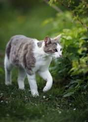 Germany, Baden-Wuerttemberg, Grey white tabby cat, Felis silvestris catus, walking on meadow - SLF000402
