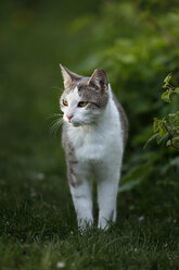 Deutschland, Baden-Württemberg, Grau-weiß gestromte Katze, Felis silvestris catus, stehend auf Wiese - SLF000403