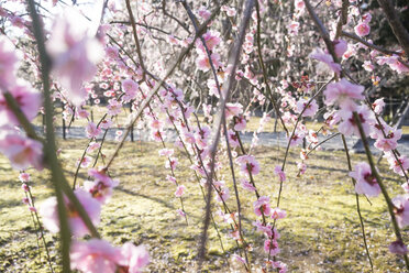 Japan, Kyoto, Zweige eines blühenden Pflaumenbaums - FLF000466