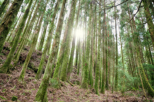 Portugal, Azoren, Sao Miguel, Sonnenstrahlen fallen durch Bäume im Wald - ONF000504