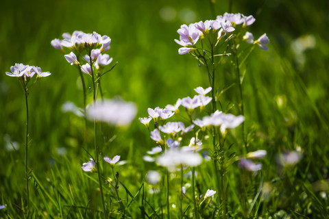 Deutschland, Kuckucksblumen im Frühling, lizenzfreies Stockfoto