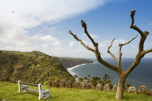 Portugal, Azoren, Sao Miguel, Platane am Miradouro da Despe-te Que Sua - ONF000511