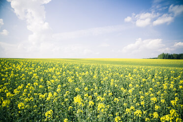 Deutschland, Bayern, Rapsfeld, Brassica Napus - SARF000543