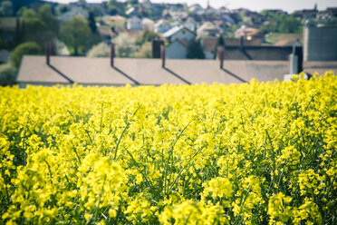 Deutschland, Bayern, Rapsfeld, Brassica Napus, und Häuser - SARF000548