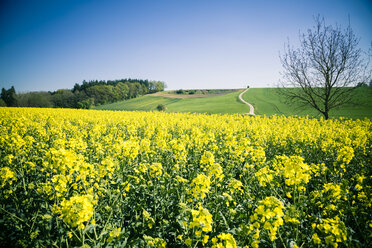 Germany, Bavaria, Rape field, Brassica Napus - SARF000549