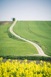 Deutschland, Bayern, Feldweg und Rapsfeld, Brassica Napus - SARF000552