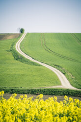 Germany, Bavaria, Field road and rape field, Brassica Napus - SARF000552