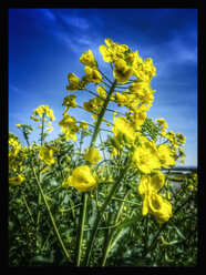 Buehender rapeseed against a blue sky, rapeseed (Brassica napus), Germany - CSF021293