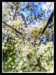 Flowers of sweet cherry (Prunus avium), Tree, Twig, Branch, Spring, Germany - CSF021297