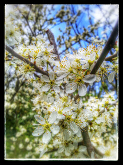 Blüten der Süßkirsche (Prunus avium), Baum, Zweig, Ast, Frühling, Deutschland - CSF021297