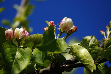 Deutschland, Nordrhein-Westfalen, Apfelblüten - HOHF000751