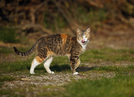 Deutschland, Baden-Württemberg, Rotbraun getigerte Katze, Felis silvestris catus - SLF000406