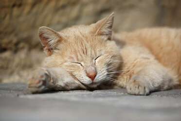 Deutschland, Baden-Württemberg, Rotgestromte Katze, Felis silvestris catus, schlafend - SLF000418