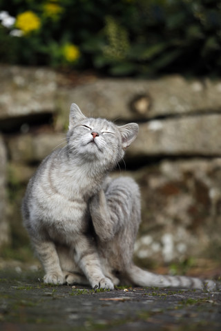 Deutschland, Baden-Württemberg, Grau getigerte Katze, Felis silvestris catus, Kratzen, lizenzfreies Stockfoto