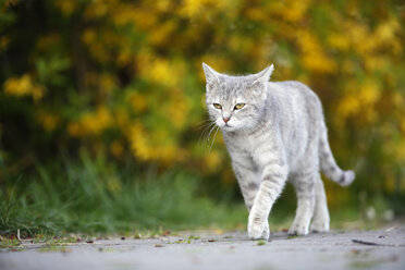 Germany, Baden-Wuerttemberg, Grey tabby cat, Felis silvestris catus, on way - SLF000408