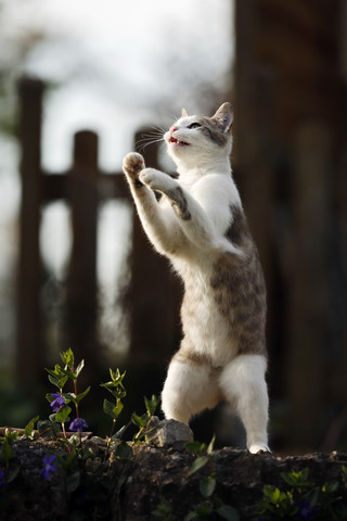 Deutschland, Baden-Württemberg, Tabby-Katze, Felis silvestris catus, spielend, lizenzfreies Stockfoto