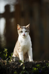 Deutschland, Baden-Württemberg, Tabby-Katze, Felis silvestris catus, an der Wand sitzend - SLF000411