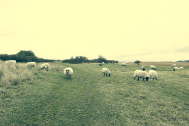 Germany, Mecklenburg-Western Pomerania, Hiddensee, Sheep on willow - CMF000114
