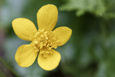 Blüte der Sumpfdotterblume, Caltha palustris - GFF000455