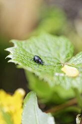 Österreich, Steiermark, Leoben, Rüsselkäfer, Curculionidae, sitzend auf Blatt - GFF000457