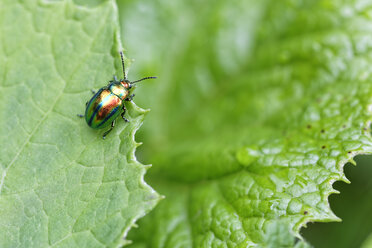 Toter Brennnesselblattkäfer, Chrysolina fastuosa, sitzt auf einem Blatt - GFF000460