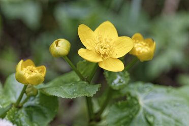 Blüten der Sumpfdotterblume, Caltha palustris - GFF000465