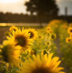 Blooming sunflowers - FCF000161