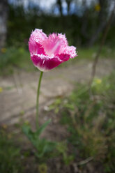 Rosa gefranste Tulpe - MYF000310